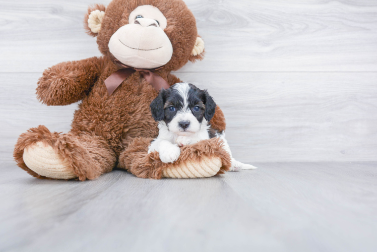 Happy Cavapoo Baby