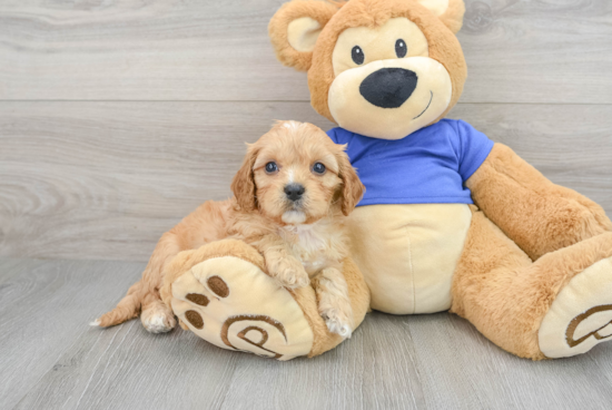 Cavapoo Pup Being Cute