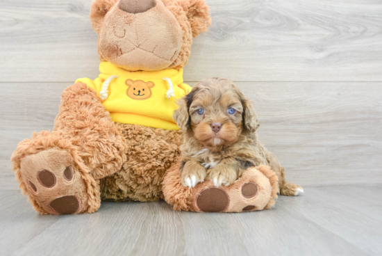 Adorable Cavoodle Poodle Mix Puppy