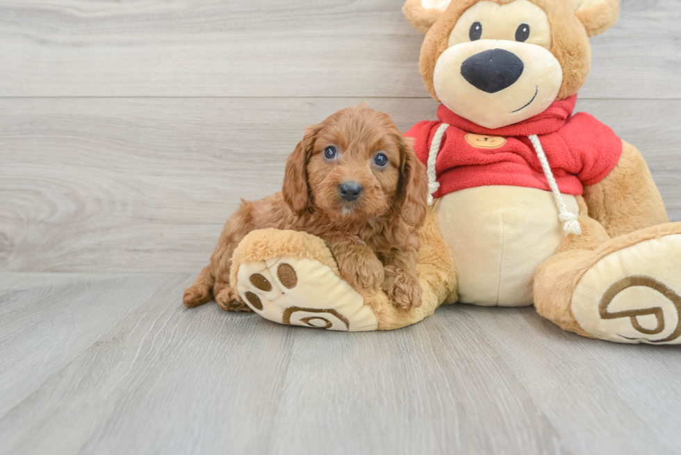 Best Cavapoo Baby