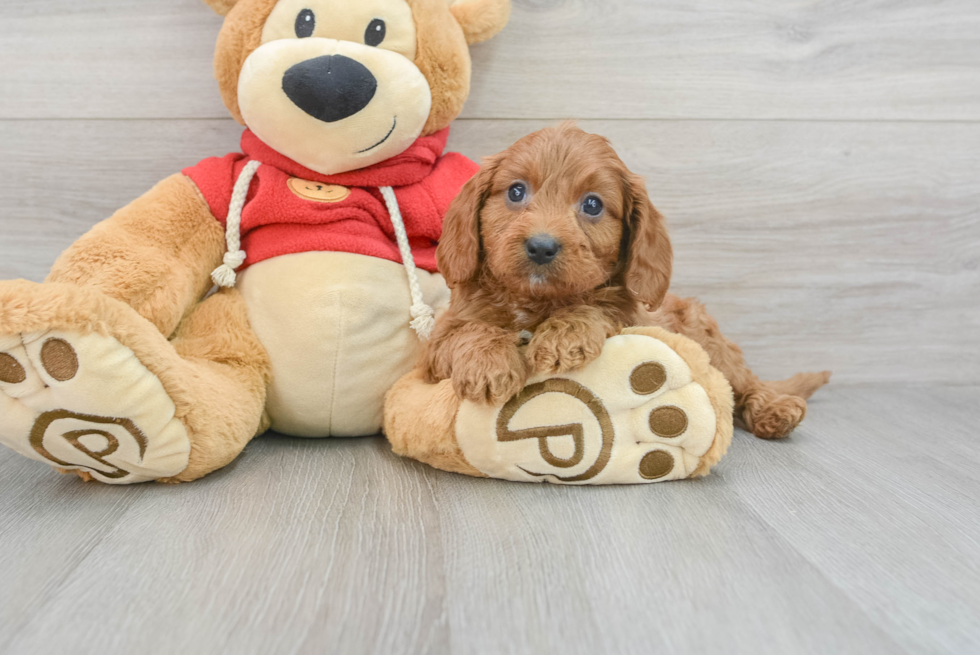 Best Cavapoo Baby