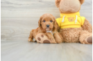 Cavapoo Puppy for Adoption