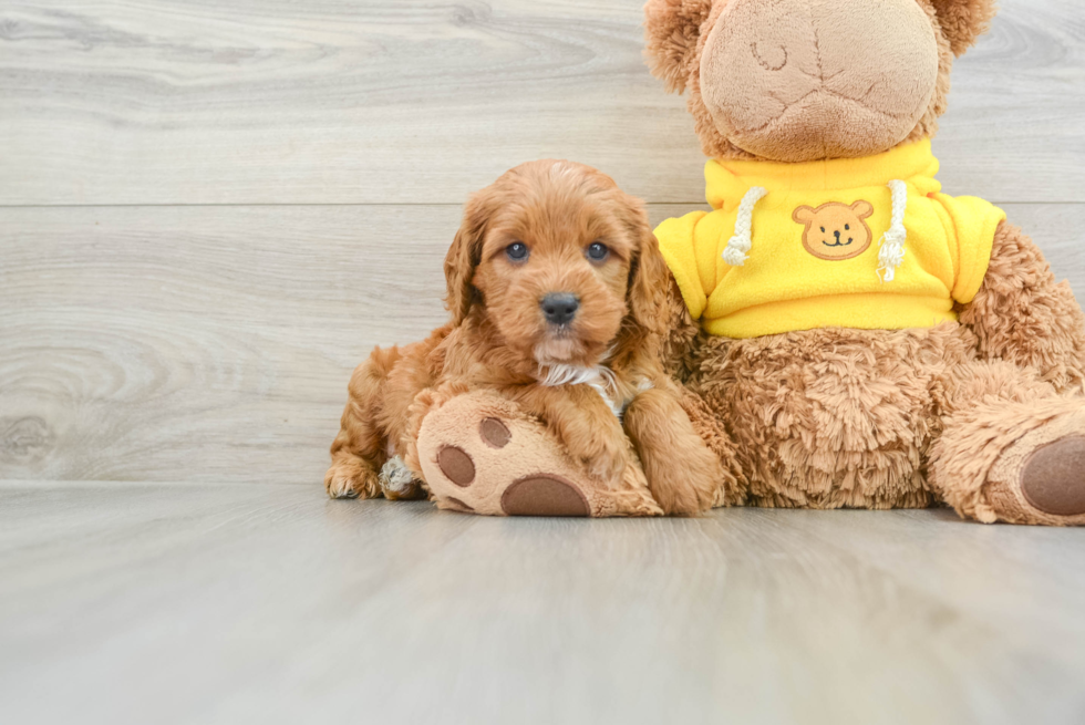 Cavapoo Puppy for Adoption