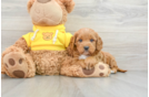 Cavapoo Puppy for Adoption