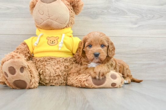 Cavapoo Puppy for Adoption