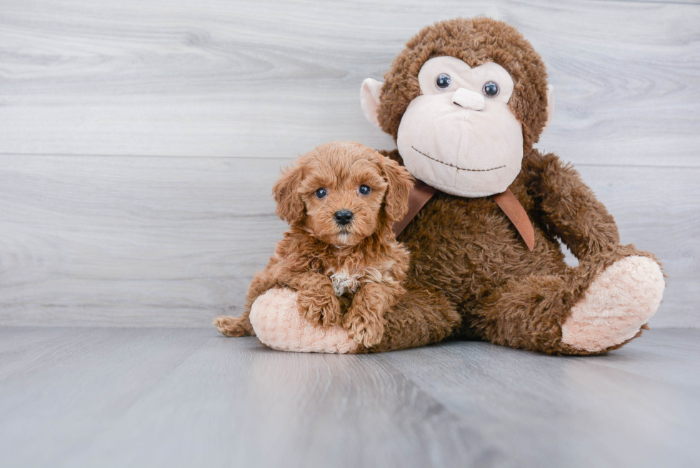 Friendly Cavapoo Baby