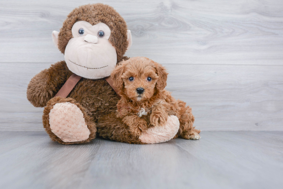 Funny Cavapoo Poodle Mix Pup