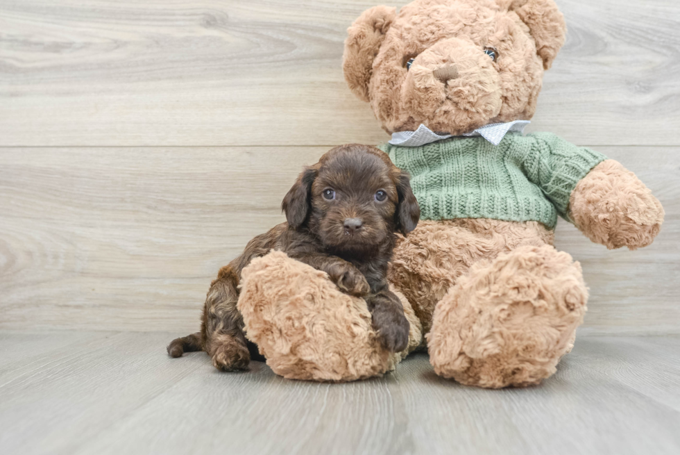 Friendly Cavapoo Baby