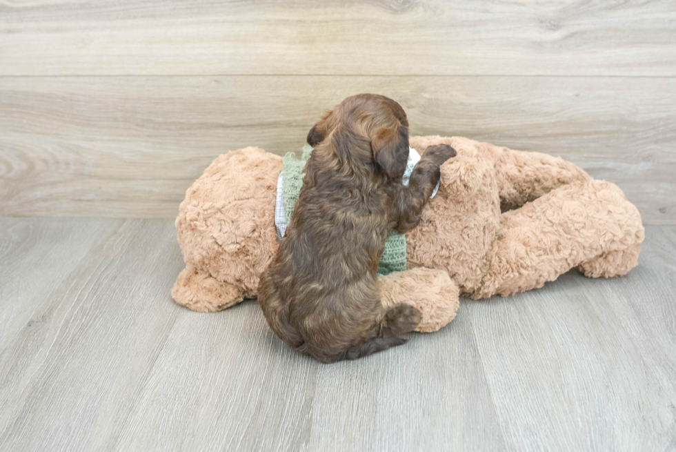 Sweet Cavapoo Baby