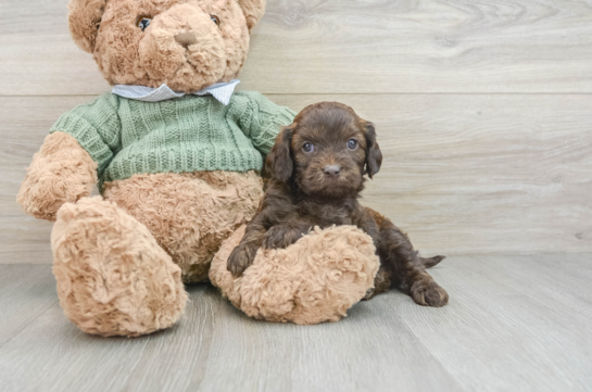 Energetic Cavoodle Poodle Mix Puppy