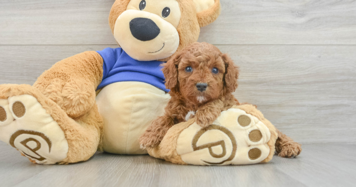 Energetic Cavapoo Meatball: 4lb 2oz Doodle Puppy