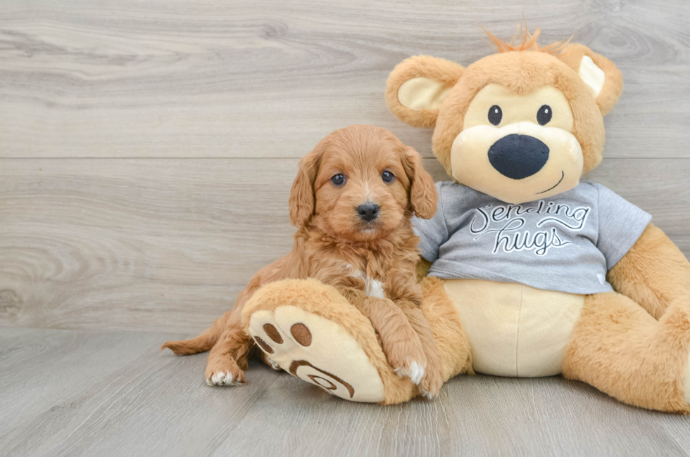 5 week old Cavapoo Puppy For Sale - Premier Pups