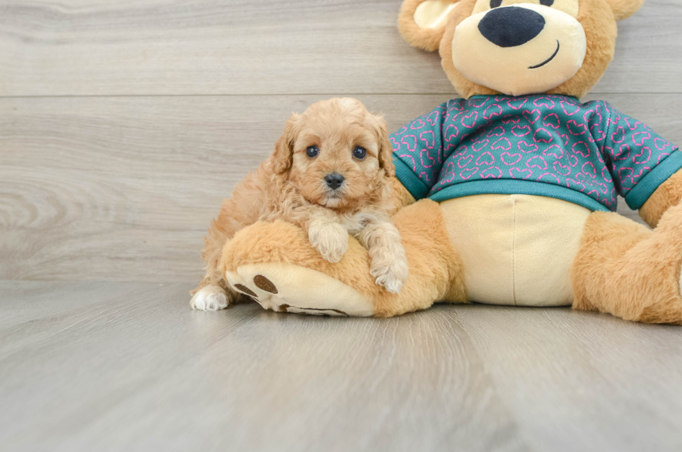 6 week old Cavapoo Puppy For Sale - Premier Pups