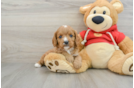 Cavapoo Puppy for Adoption