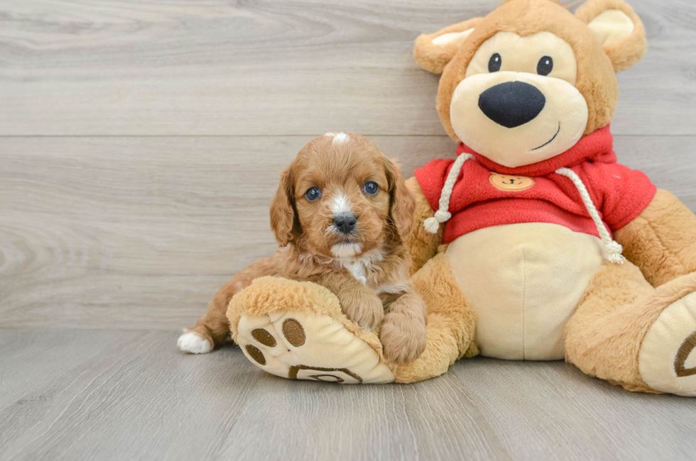 5 week old Cavapoo Puppy For Sale - Premier Pups