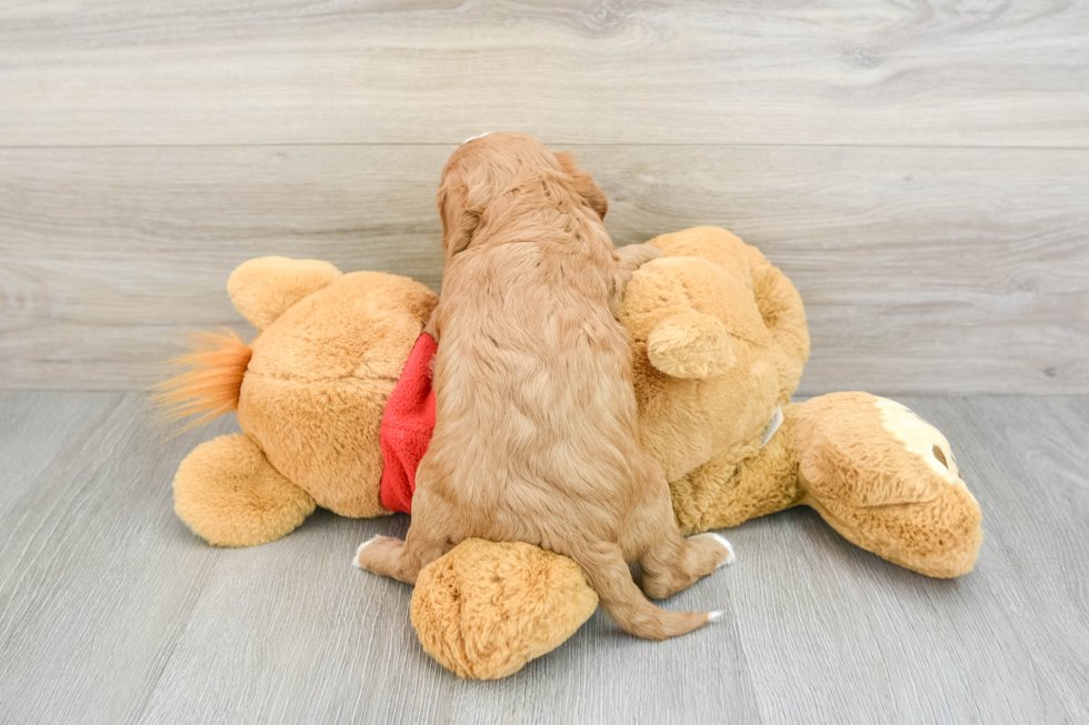 Cavapoo Pup Being Cute