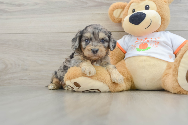 Meet Meatball - our Cavapoo Puppy Photo 1/3 - Premier Pups