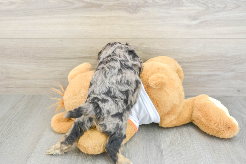 Meet Meatball - our Cavapoo Puppy Photo 2/3 - Premier Pups