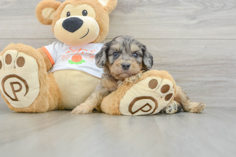 Meet Meatball - our Cavapoo Puppy Photo 3/3 - Premier Pups