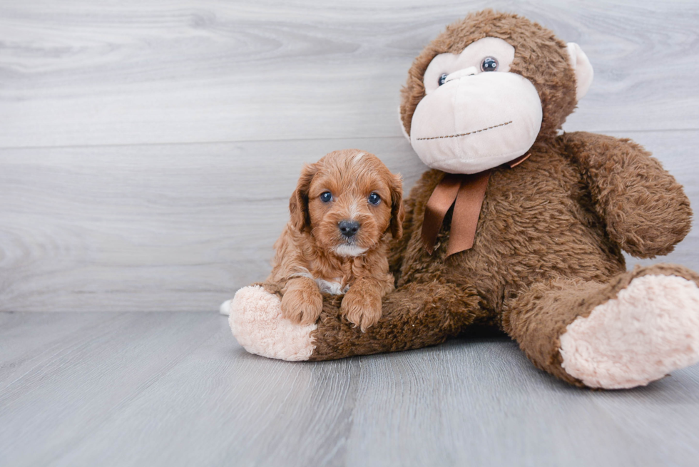 Hypoallergenic Cavoodle Poodle Mix Puppy