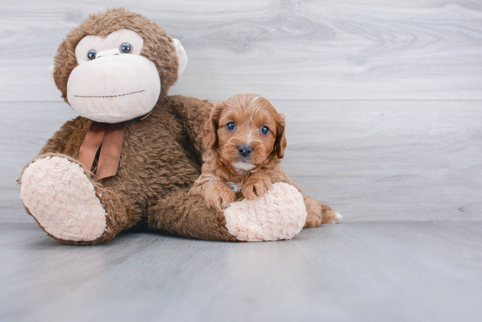 Smart Cavapoo Poodle Mix Pup