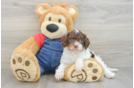 Cavapoo Puppy for Adoption