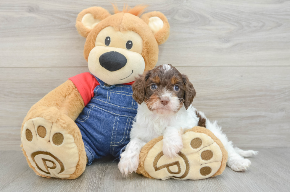 5 week old Cavapoo Puppy For Sale - Premier Pups