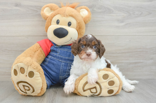 Cavapoo Puppy for Adoption