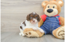 Fluffy Cavapoo Poodle Mix Pup