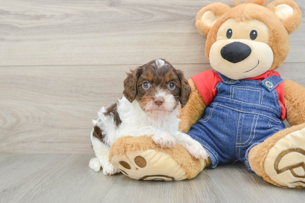 Fluffy Cavapoo Poodle Mix Pup