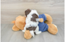 Cavapoo Pup Being Cute