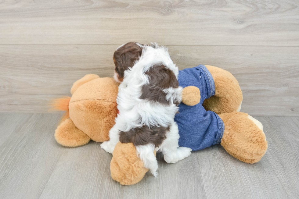 Cavapoo Pup Being Cute