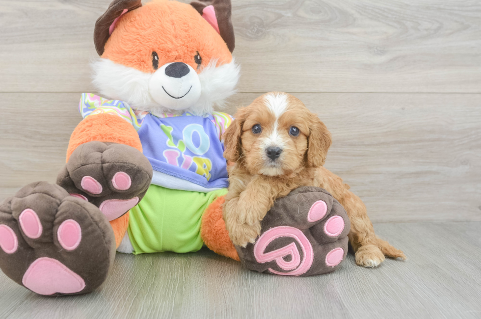 5 week old Cavapoo Puppy For Sale - Premier Pups