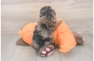Best Cavapoo Baby