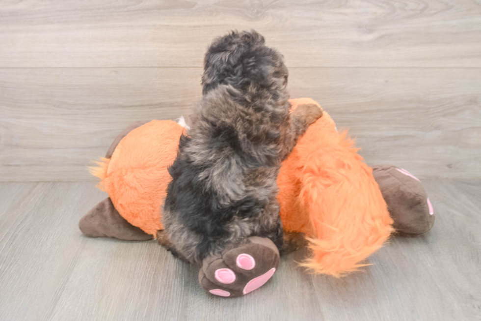 Best Cavapoo Baby