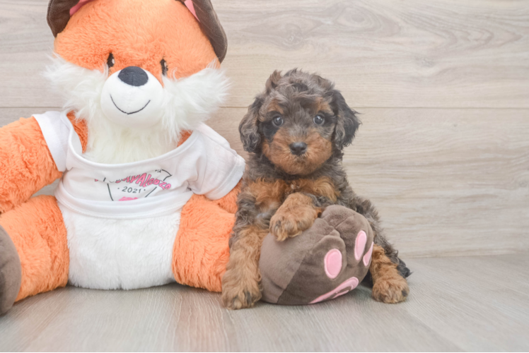 Best Cavapoo Baby