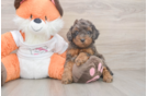 Best Cavapoo Baby
