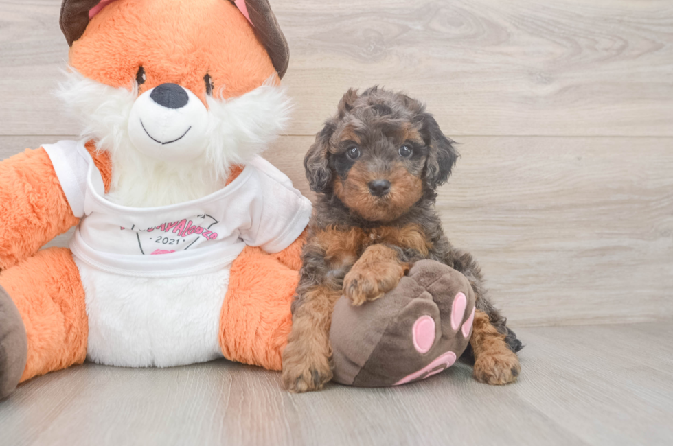 5 week old Cavapoo Puppy For Sale - Premier Pups