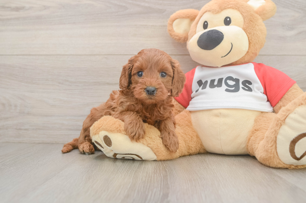 5 week old Cavapoo Puppy For Sale - Premier Pups