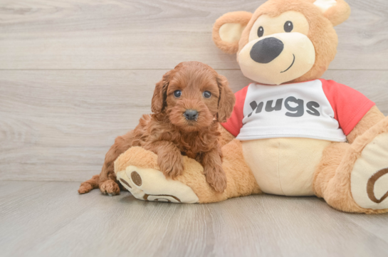 Small Cavapoo Baby