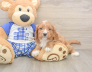 7 week old Cavapoo Puppy For Sale - Premier Pups