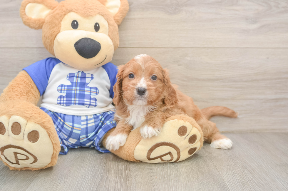 5 week old Cavapoo Puppy For Sale - Premier Pups