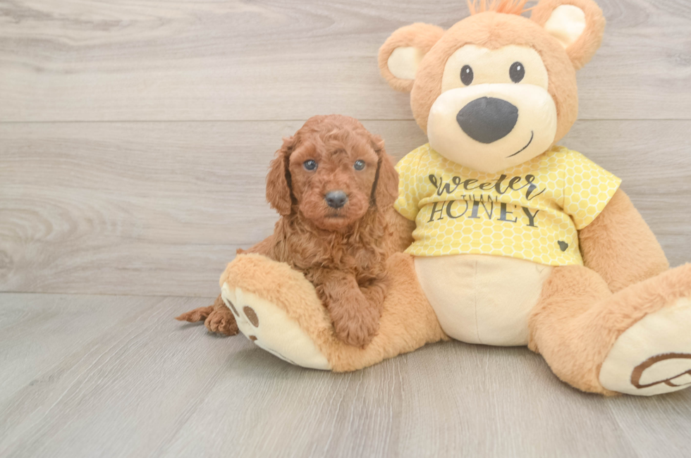 5 week old Cavapoo Puppy For Sale - Premier Pups