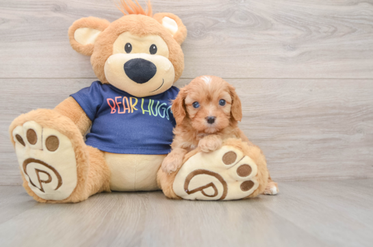 Playful Cavapoodle Poodle Mix Puppy