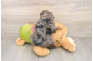 Best Cavapoo Baby