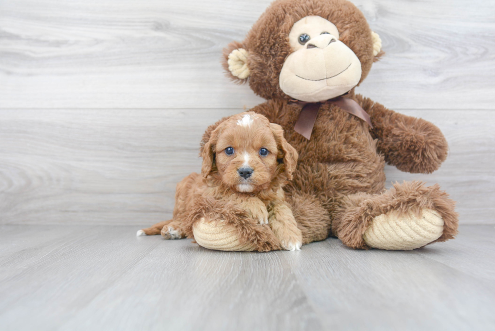 Best Cavapoo Baby