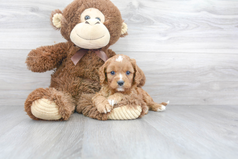 Best Cavapoo Baby