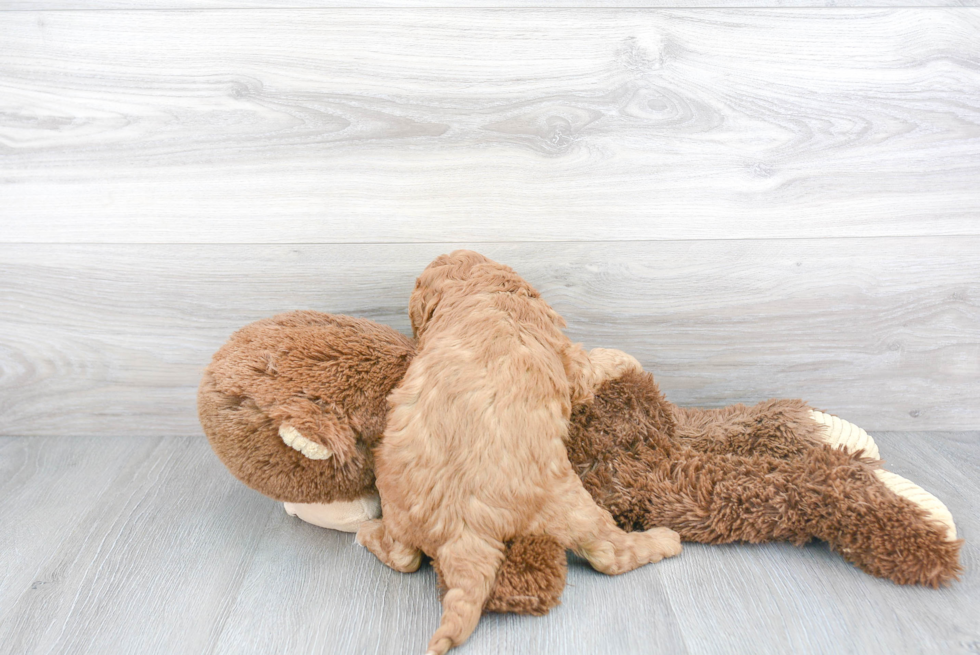 Cavapoo Pup Being Cute