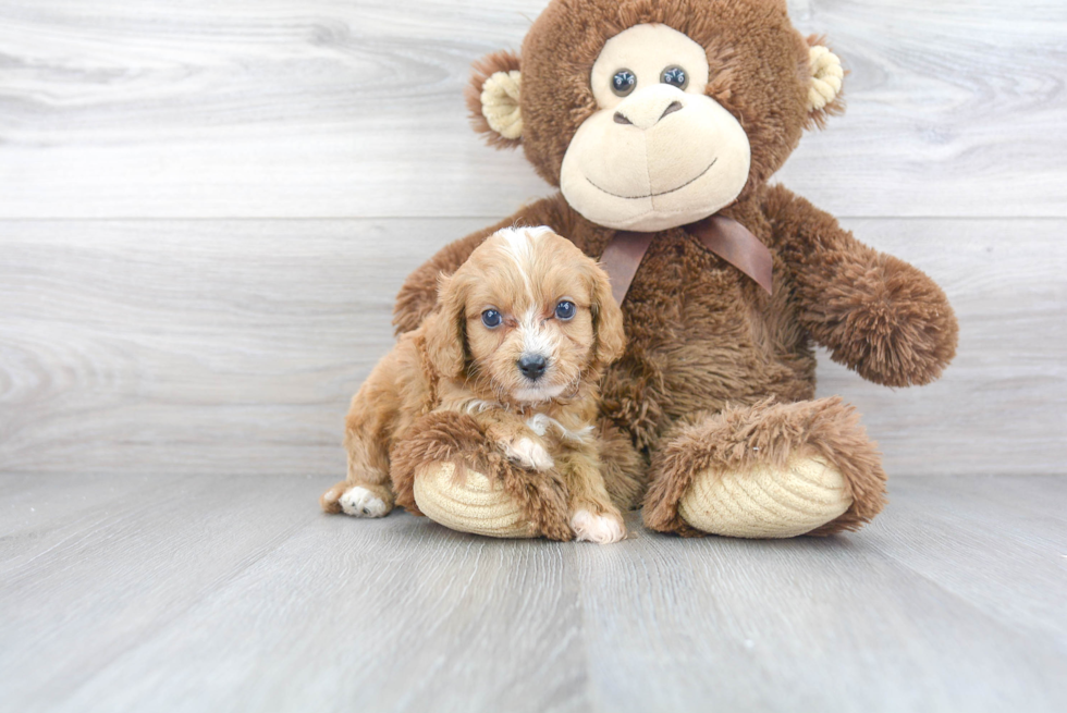 Popular Cavapoo Poodle Mix Pup