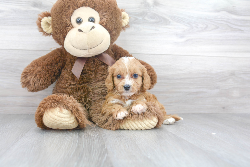 Cavapoo Pup Being Cute